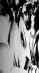 drew010.jpg (32500 bytes)